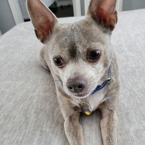 Meet your Posher, Brittany